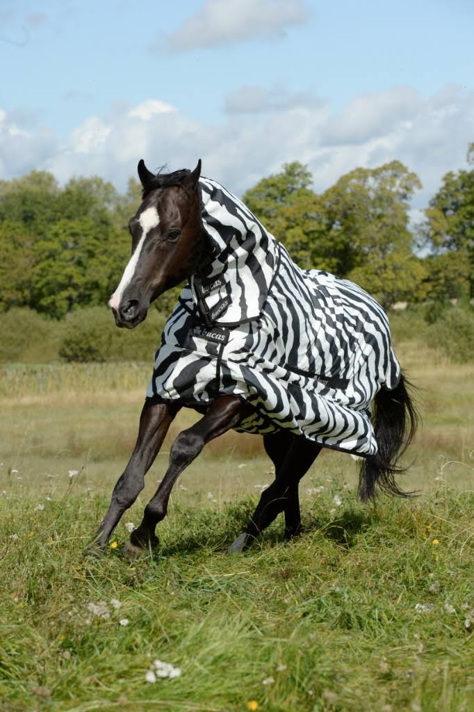 Zebra Sweet Itch E6569