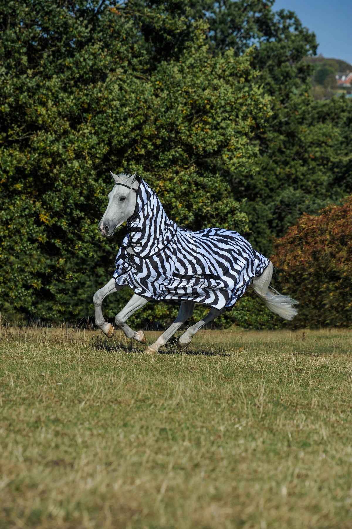 Zebra Sweet Itch E6569