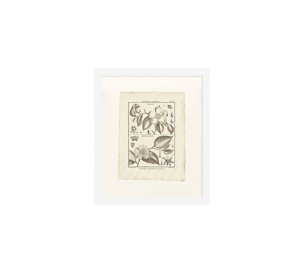 Botanical Plate 11 x 13 A6355