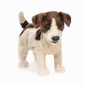 Jack Russell Terrier Puppet B67807