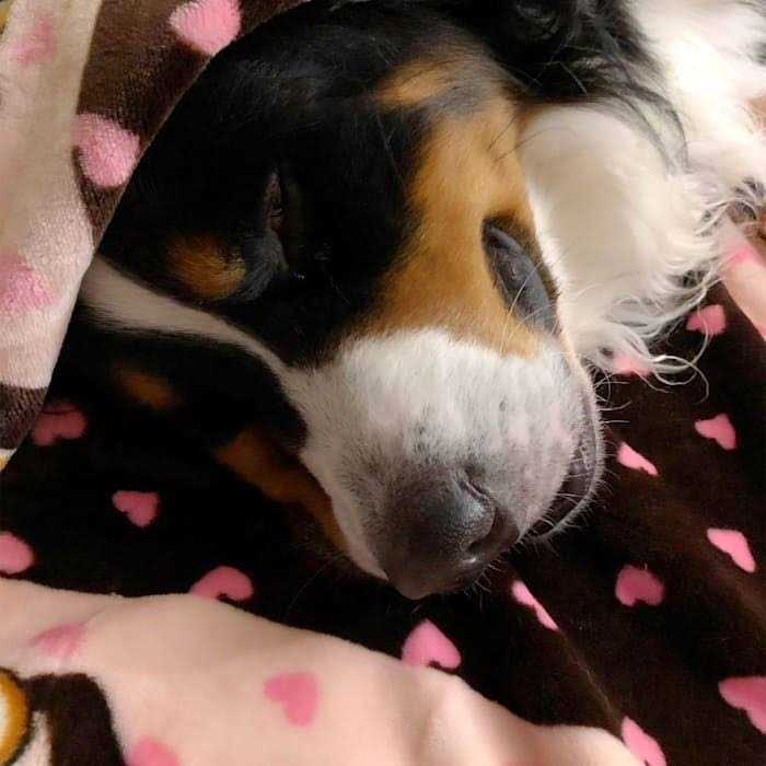 Blanket for Pets P920483