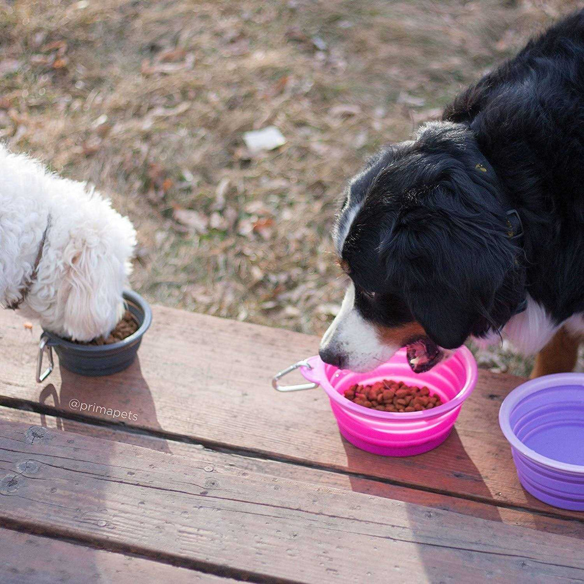 Collapsible Silicone Water Travel Bowl with Clip Dog and Cat H439