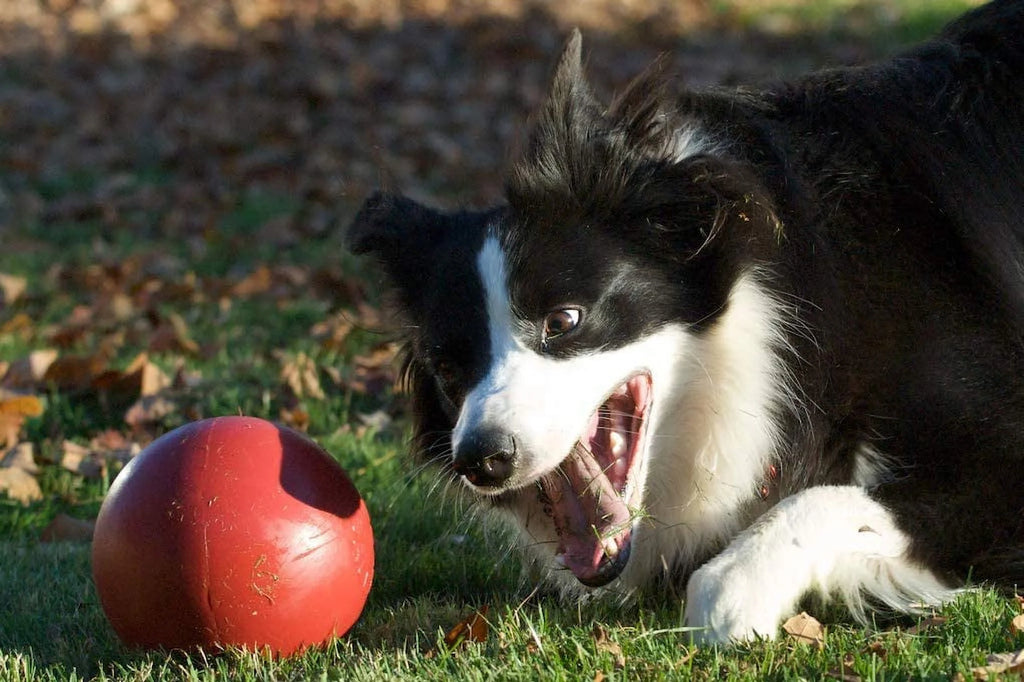 Durable Dog Toy Ball, 6-inch S7388