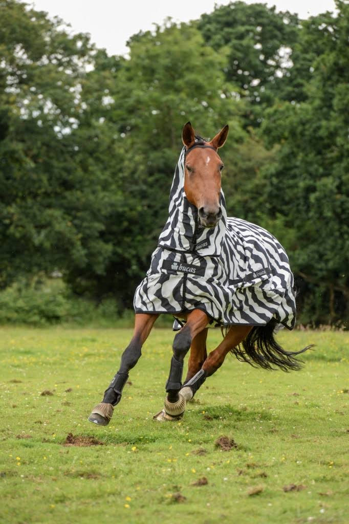 Zebra Sweet Itch E6569