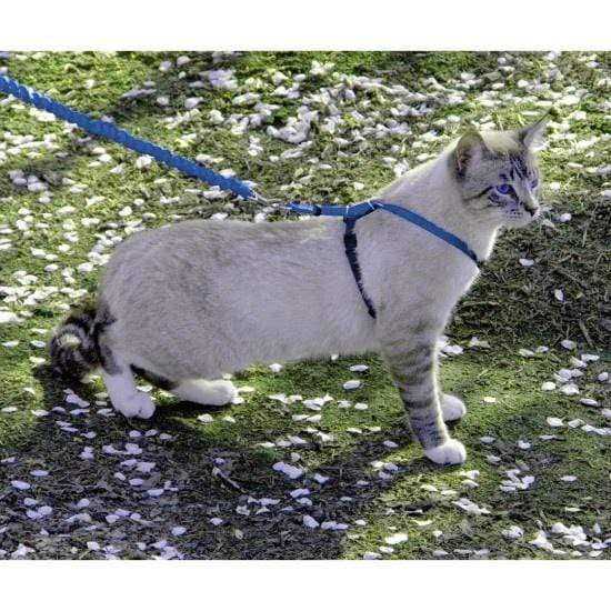 Come with Me Kitty Harness Bungee Leash R701