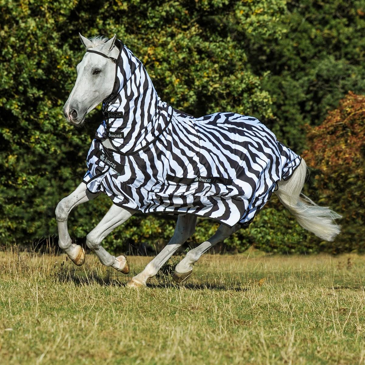 Zebra Sweet Itch E6569