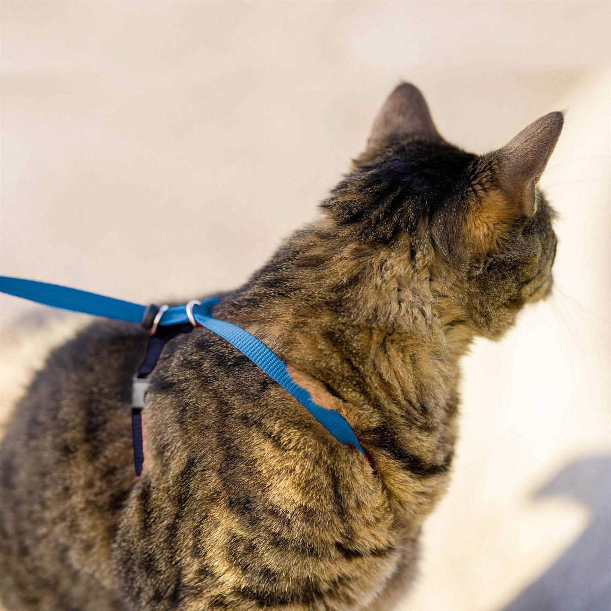 Come with Me Kitty Harness Bungee Leash R701
