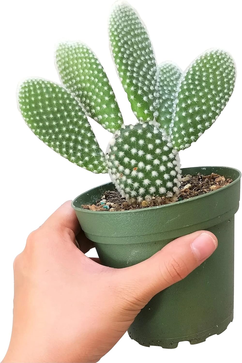 Unique Collection of Live Cactus Plants, Angel Wing Cactus Opuntia Microdasys (4 inch) U56847