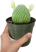 Unique Collection of Live Cactus Plants, Angel Wing Cactus Opuntia Microdasys (4 inch) U56847