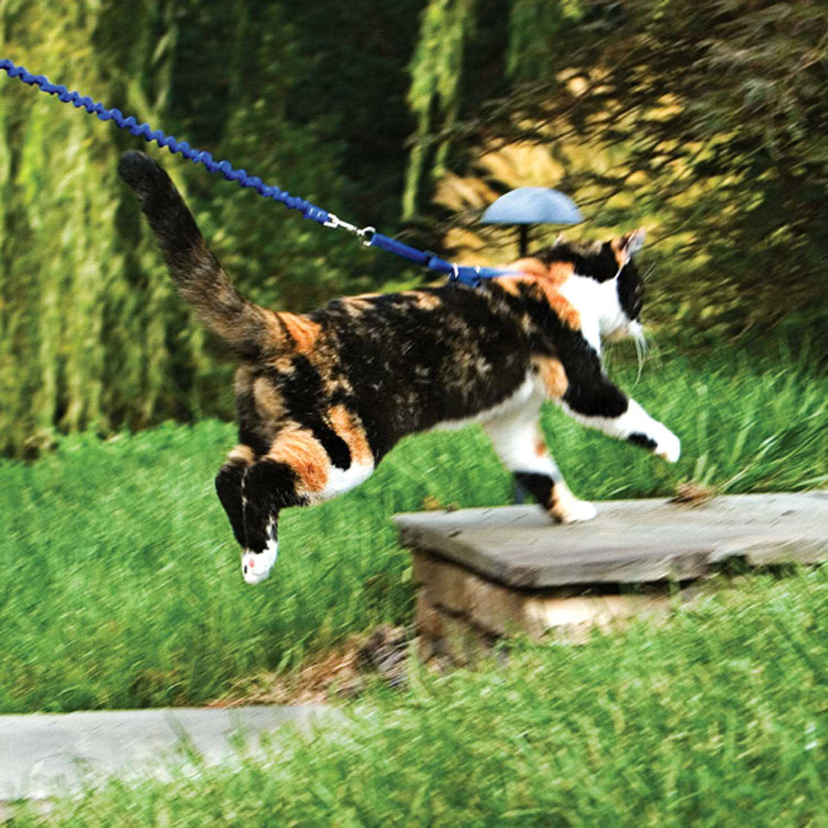 Come with Me Kitty Harness Bungee Leash R701