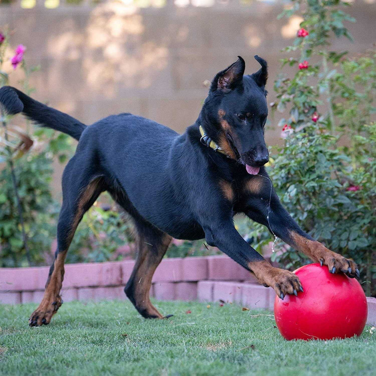 Virtually Indestructible Ball F132